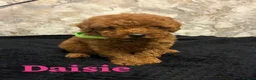 Miniature Poodle dogs for sale: Beautiful Miniature Poodle - Advert 11