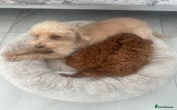 Toy Poodle dogs for sale: Kc registered,  fox red (Tiny) Toy poodles  - Image 3