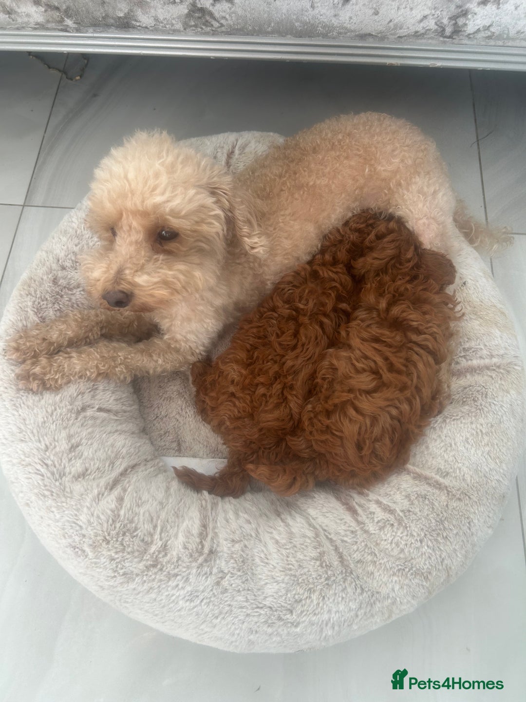 Toy Poodle dogs for sale: Kc registered,  fox red (Tiny) Toy poodles  - Image 3