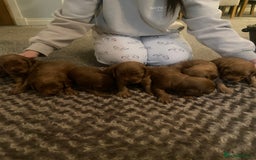 Cockapoo dogs for sale: Cockapoo pups for sale  - Image 7