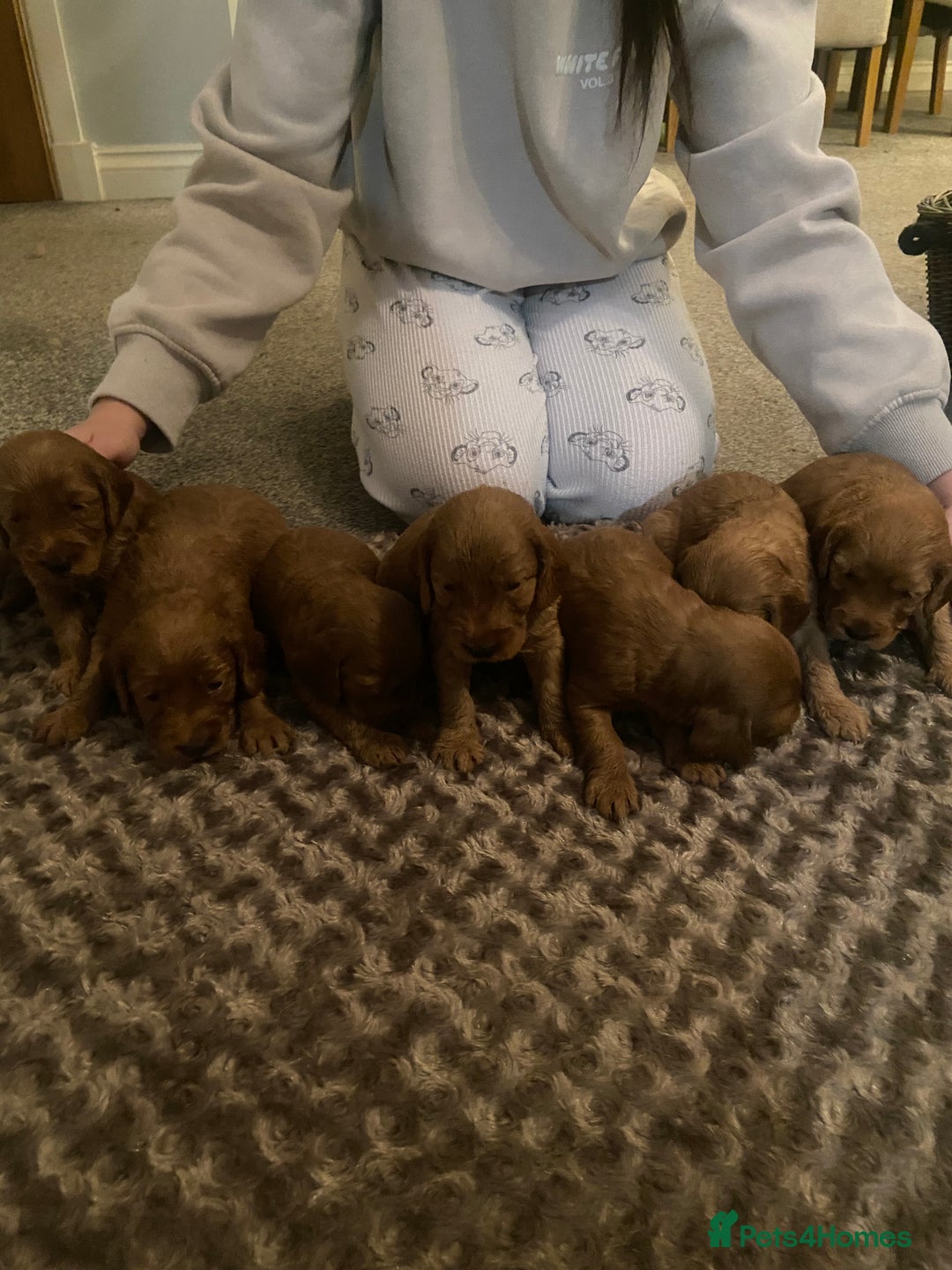 Cockapoo dogs for sale: Cockapoo pups for sale  - Image 7