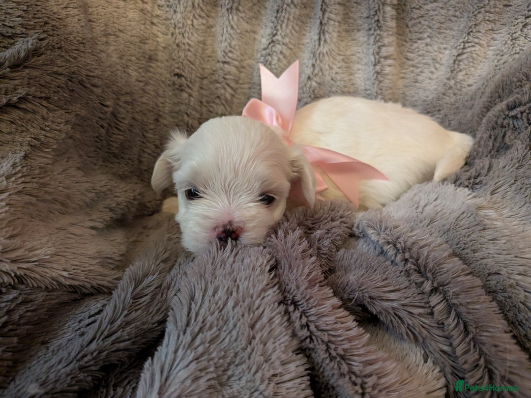 Maltese dogs for sale: Beautiful Small Size Maltese ONLY TWO PUPPIES LEFT - Image 19