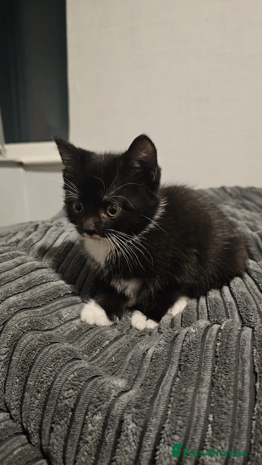 Domestic Shorthair cats for sale: Kittens for sale  - Advert 3