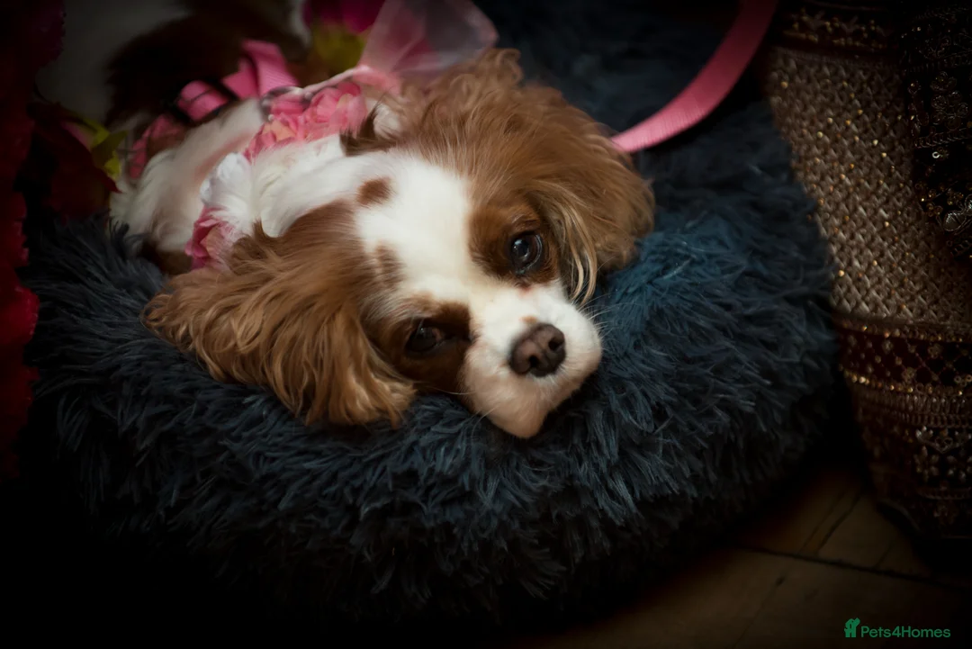 Cavalier King Charles Spaniel dogs for sale: Gorgeous Blenhim Cavalier Girl 7yr needs Rehoming - Advert 1