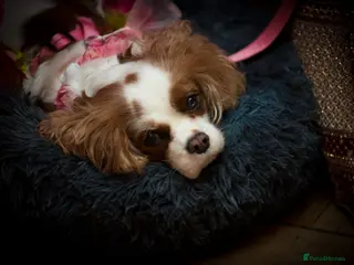 Cavalier King Charles Spaniel dogs Gorgeous Blenhim Cavalier Girl 7yr needs Rehoming - Advert 12
