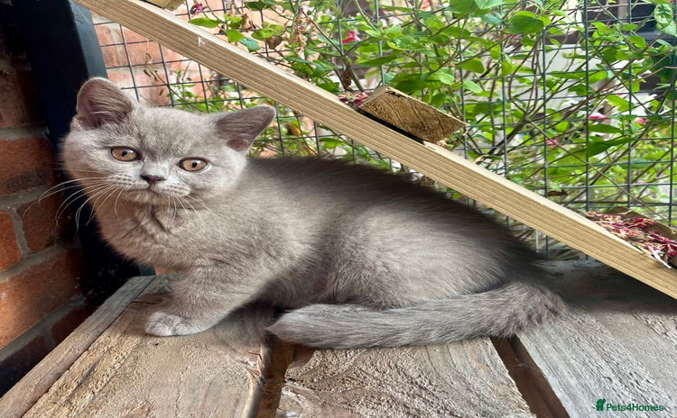British Shorthair cats - Advert 9