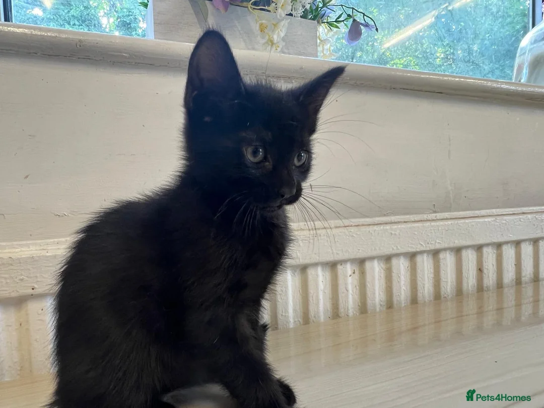 Mixed Breed cats for sale: Kittens for sale - Advert 6