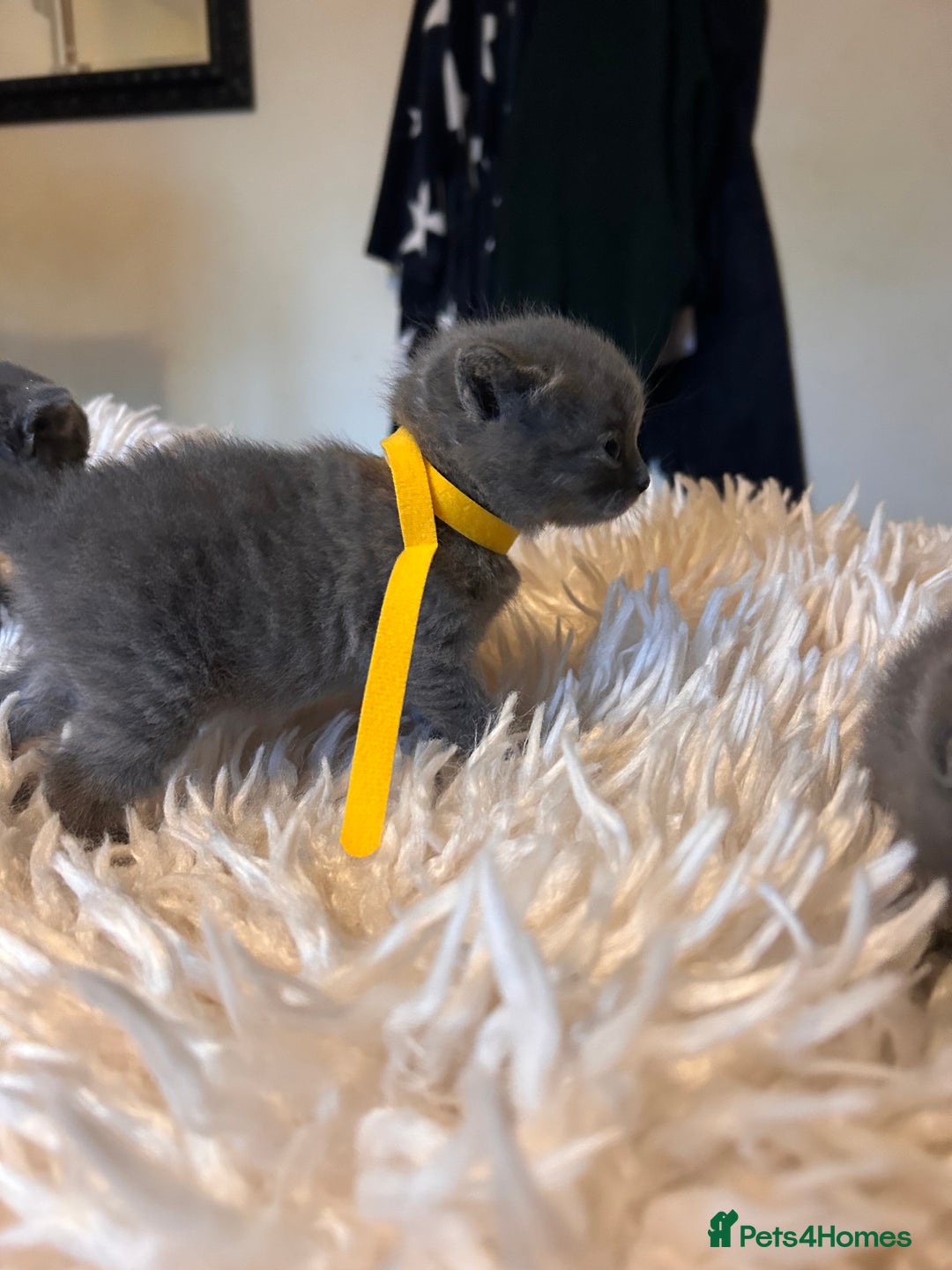 British Shorthair cats for sale: Pedigree British shorthair kittens - Image 10