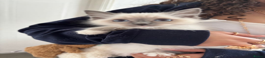 Ragdoll Kitten 3