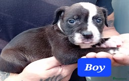 Mixed Breed dogs for sale: Bull wheaten pups available ready to go - Image 4