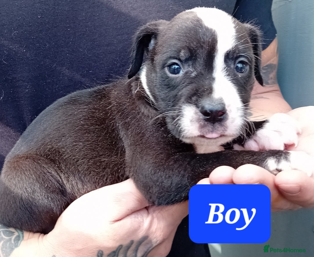 Mixed Breed dogs for sale: Bull wheaten pups available ready to go - Image 4