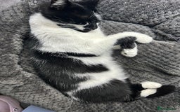Mixed Breed cats for sale: Cat for sale  - Image 2