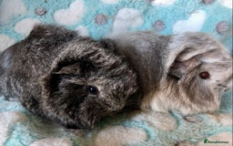 Guinea Pig rodents for sale: Beautiful baby Longhaired Peruvian boys  - Advert 5