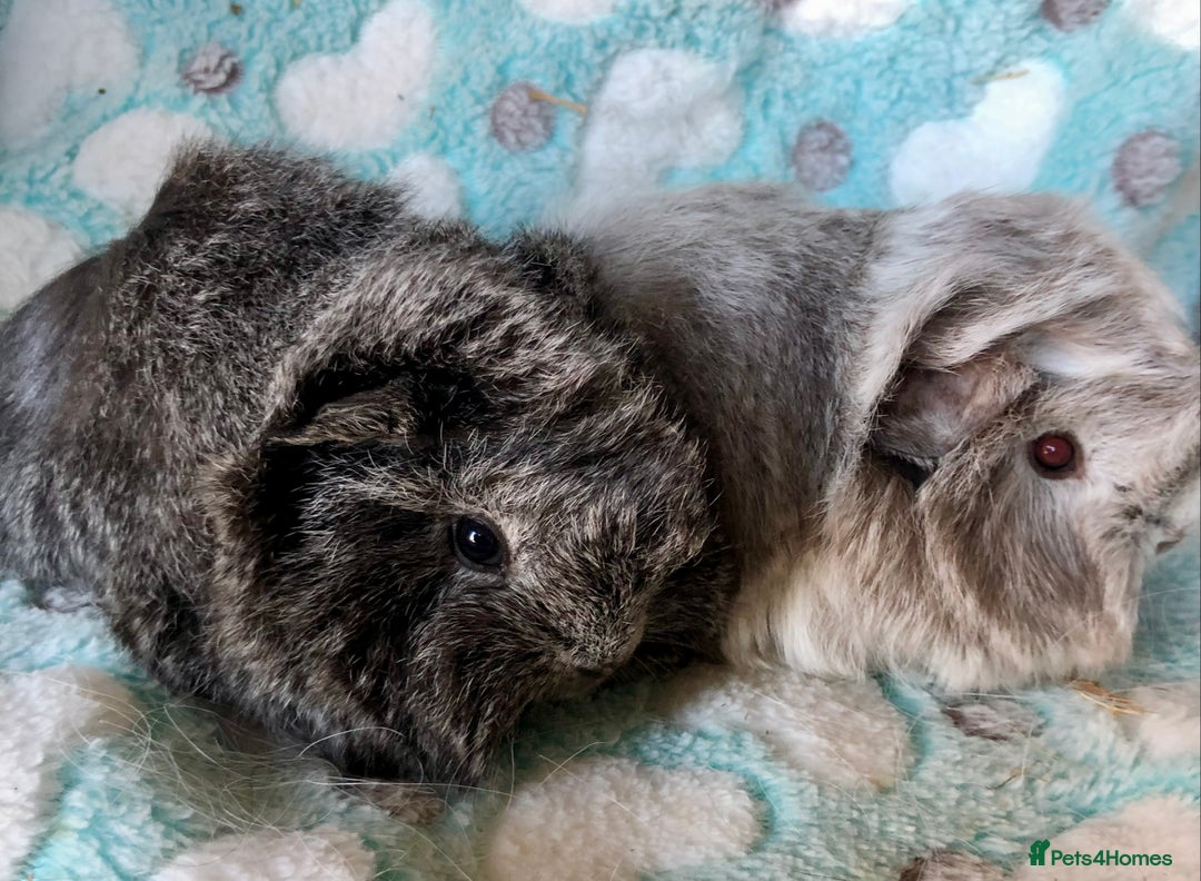 Guinea Pig rodents for sale: Beautiful baby Longhaired Peruvian boys  - Advert 5