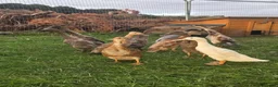 Ducks poultry for sale: Indian Runner Female Ducks, ducklings, turkeys - Advert 8