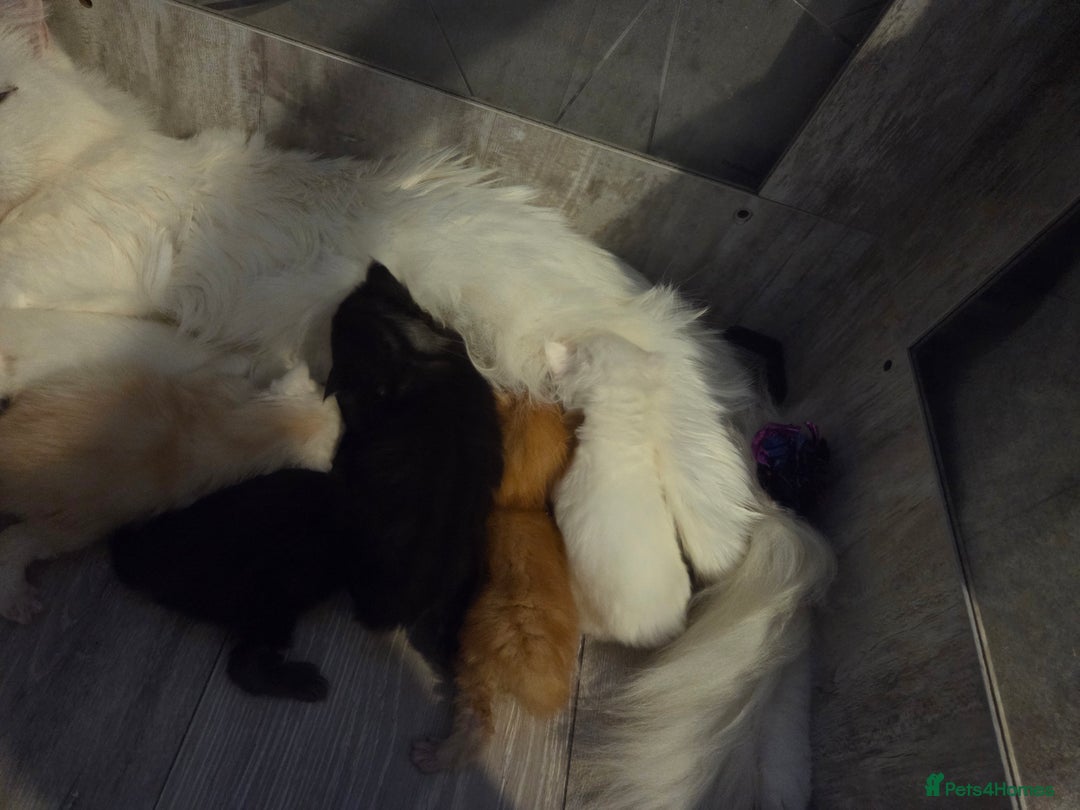 Maine Coon cats for sale: TICA registered MaineCoons 😸  - Advert 20