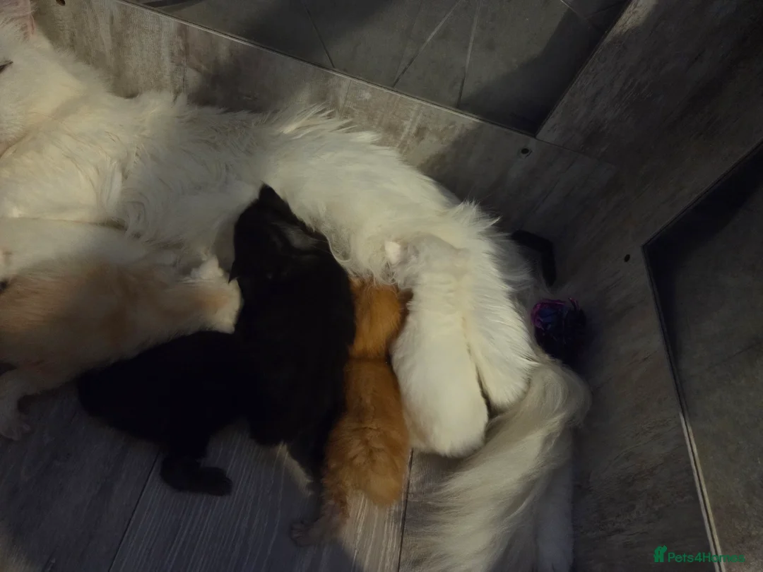 Maine Coon cats for sale: Last girly left to find her forever 🏡 😍  - Advert 5