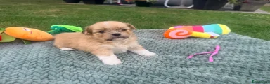 Lhasa Apso 6