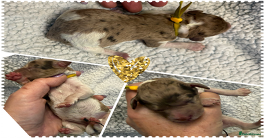 Cockapoo dogs - Advert 11