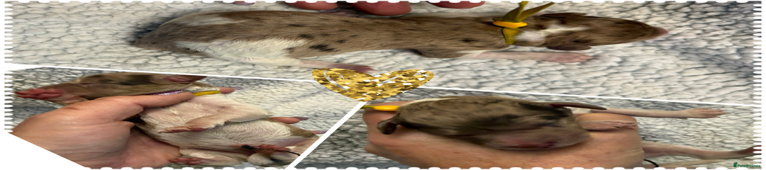 Cockapoo Puppy 2 Yellow collar