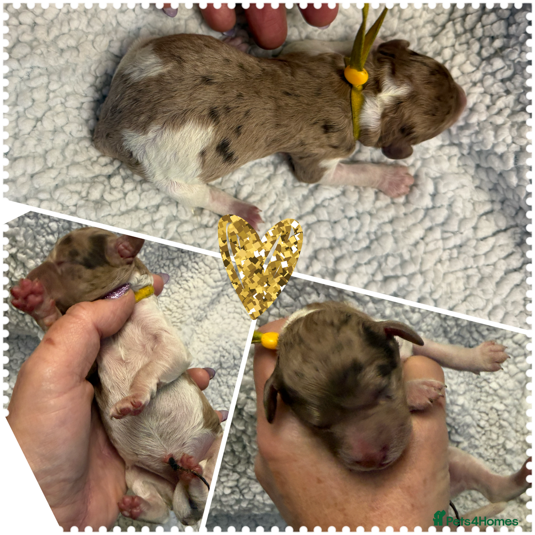 Cockapoo dogs for sale: Beautiful F2b Cockapoo Puppies 3M 3F available - Image 3