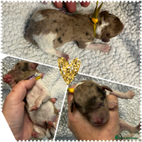 Cockapoo dogs - Advert 9