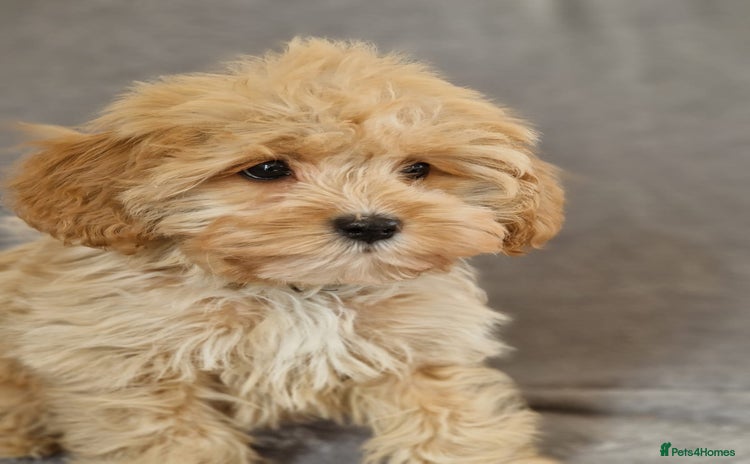 Cavapoochon dogs - Advert 3