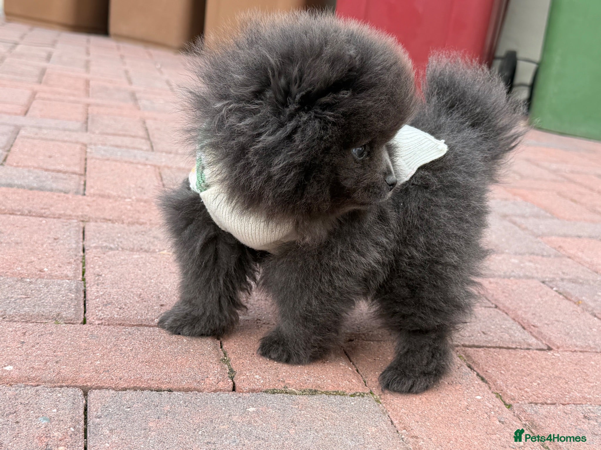 Pomeranian dogs 💙🏆true to type BLUE male READY NOW 💙🏆 - Advert 11