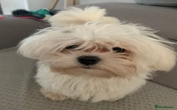 Maltese dogs for stud: Rocky Tiny Maltese for stud in Coventry - Image 6
