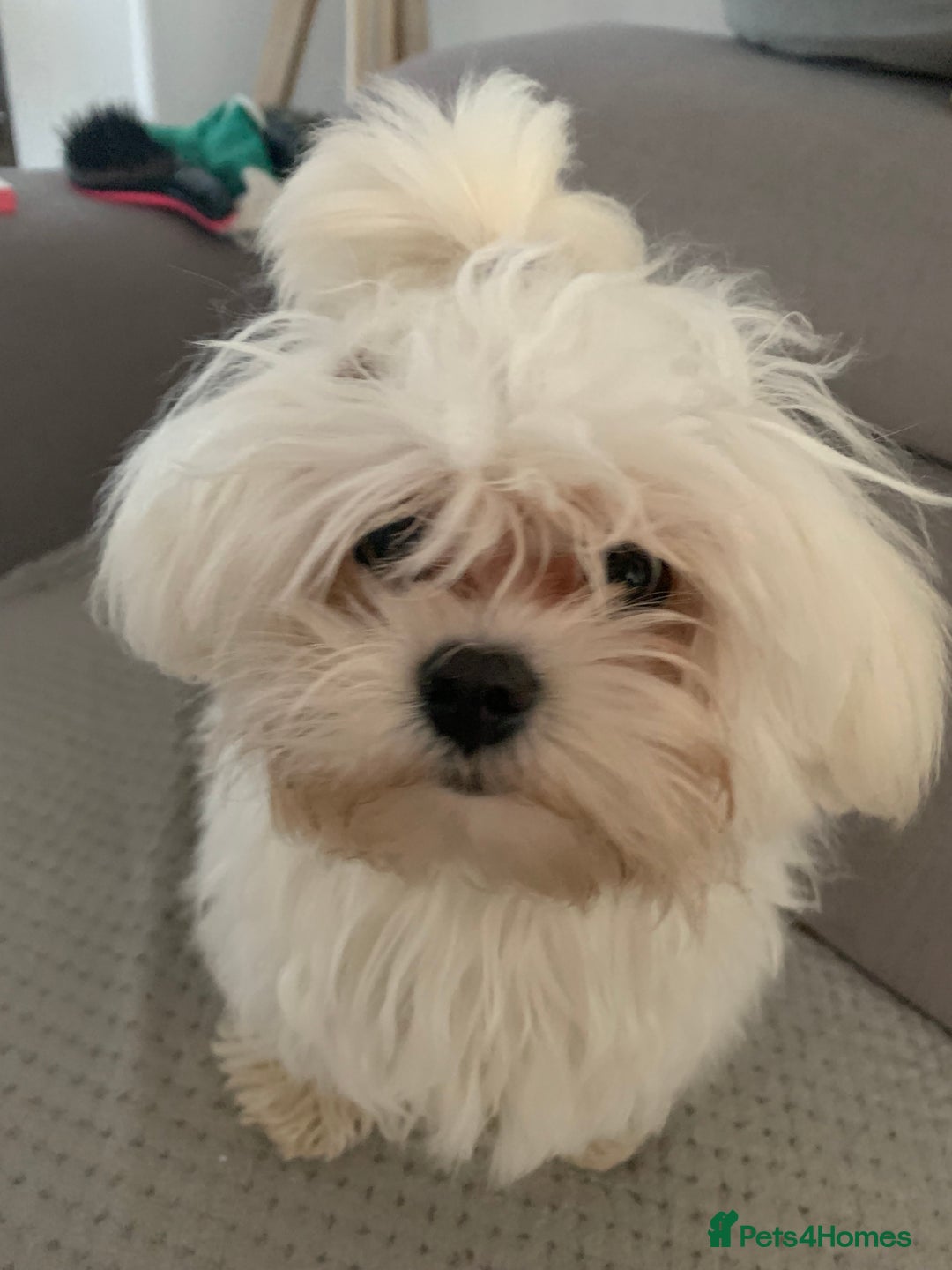 Maltese dogs for stud: Rocky Tiny Maltese for stud in Coventry - Image 6