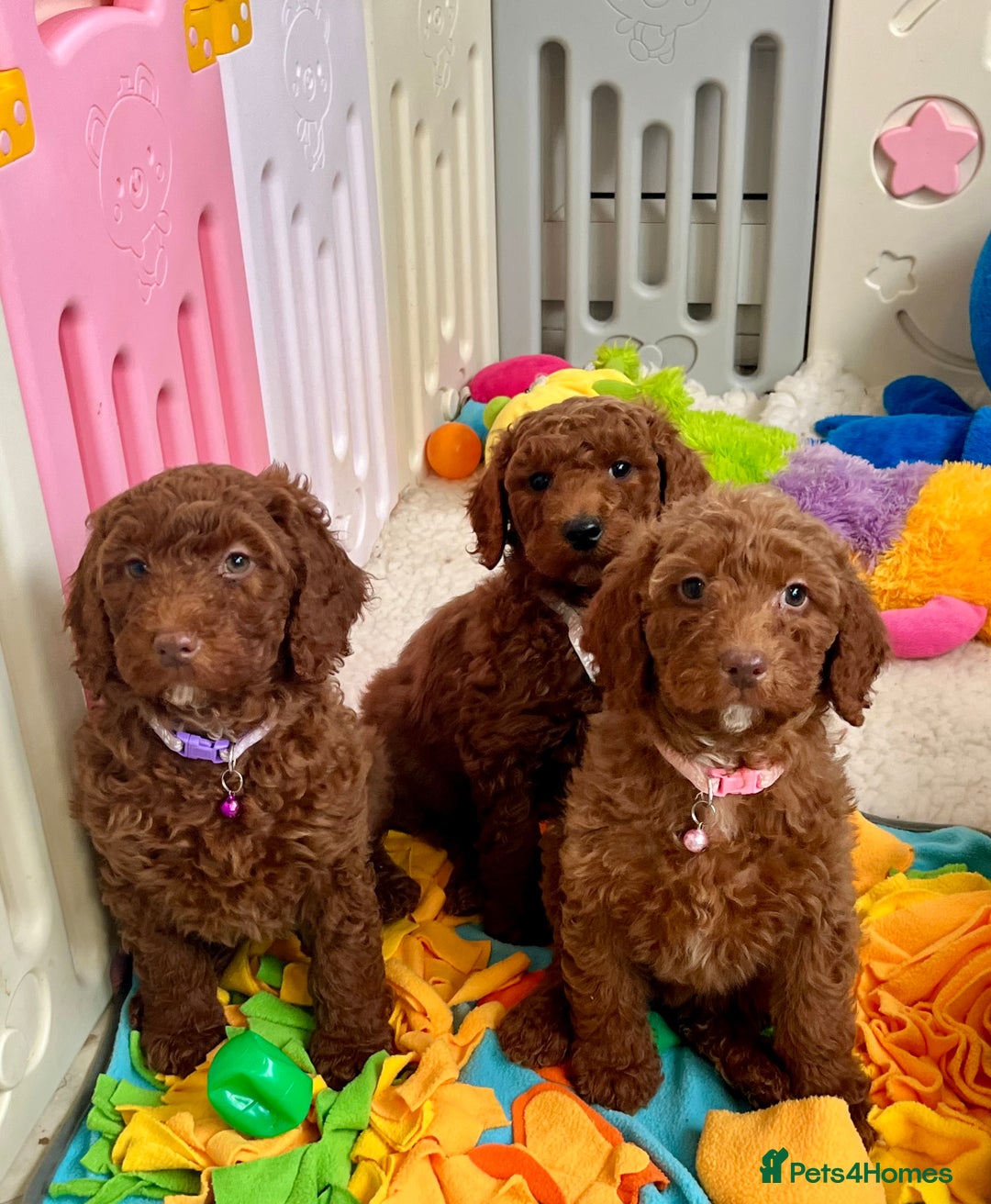Goldendoodle dogs for sale: multigenerational Australian Golden doubledoodles - Advert 18