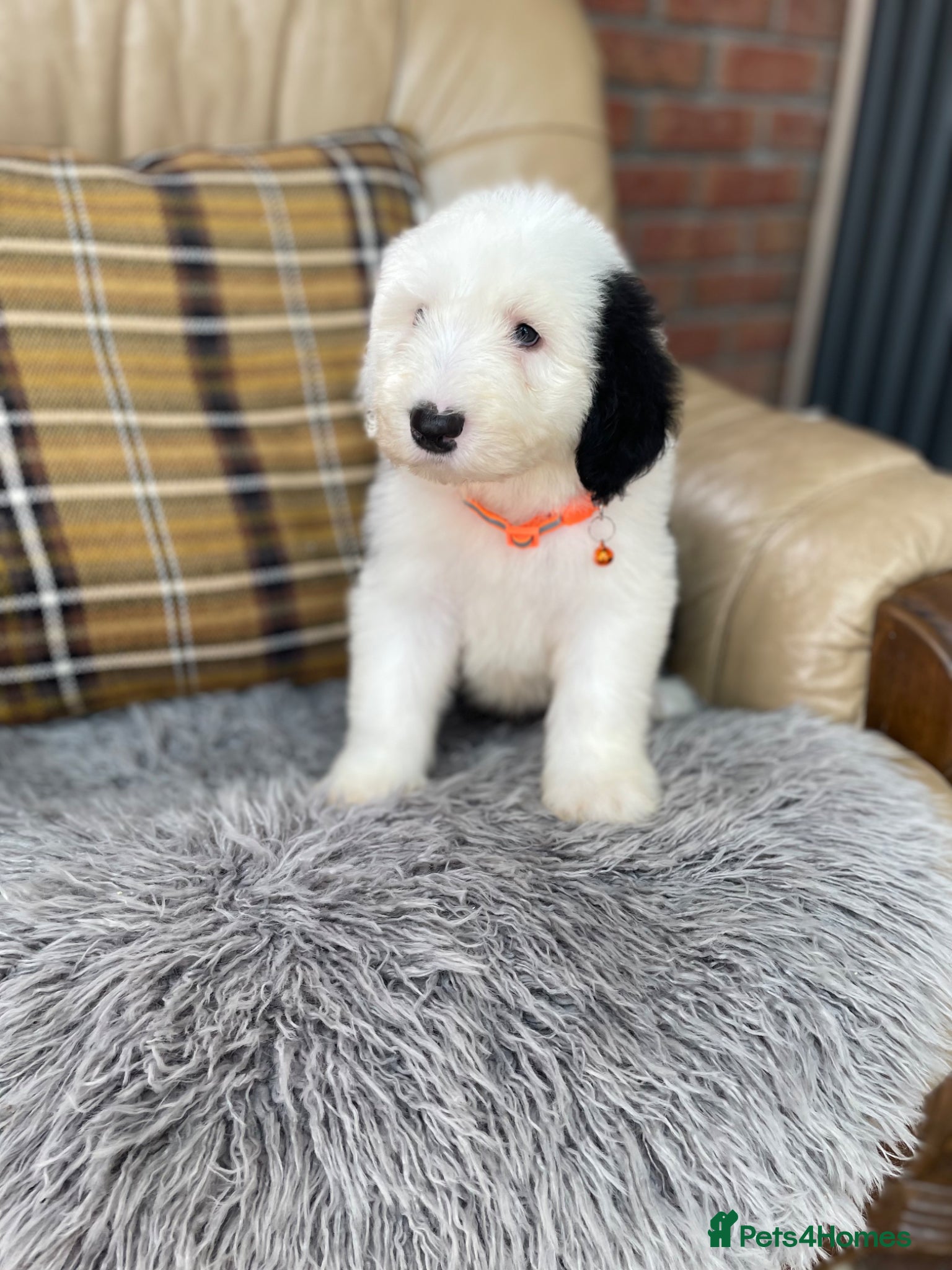 Old English Sheepdog dogs Old English sheep dog puppies  - Advert 1