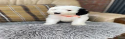 Old English Sheepdog dogs for sale: Old English sheep dog puppies  - Advert 5