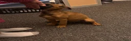Mixed Breed dogs for sale: German Shepherd cross lurcher puppies  - Advert 7
