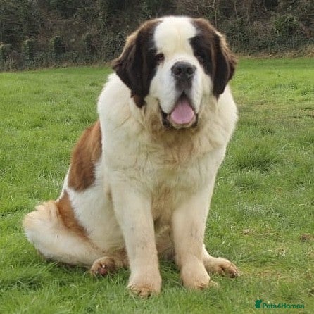 Saint Bernard dogs Imported KC 6 year old Saint bernard for stud duty in Barry - Advert 1