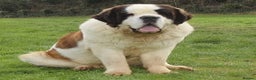 Saint Bernard dogs for stud: Imported KC 6 year old Saint bernard for stud duty in Barry - Advert 1