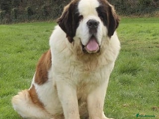 Saint Bernard dogs in Barry - Advert 4