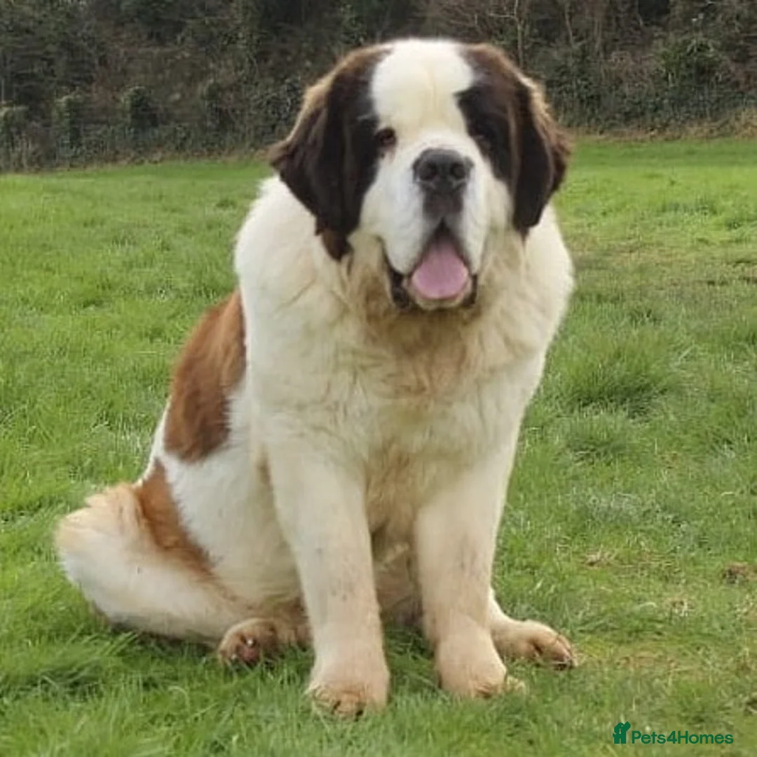 Saint Bernard dogs for stud: Imported KC 6 year old Saint bernard for stud duty in Barry - Advert 1