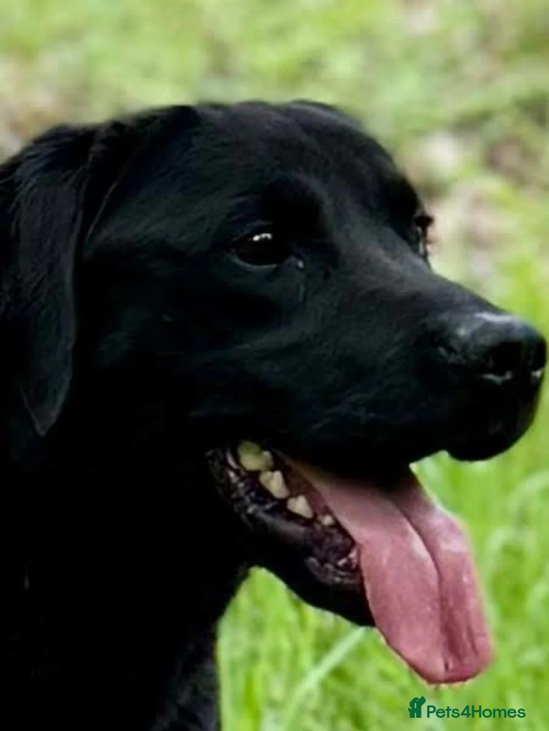 Labrador Retriever dogs for sale: Two Working Labradors Looking for a Home Together - Advert 5