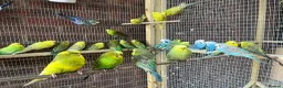 Ringnecks birds for sale: Stunning Budgies - Advert 4