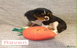 Cavalier King Charles Spaniel dogs for sale: Beautiful quality kc registered cavalier puppies  - Image 17