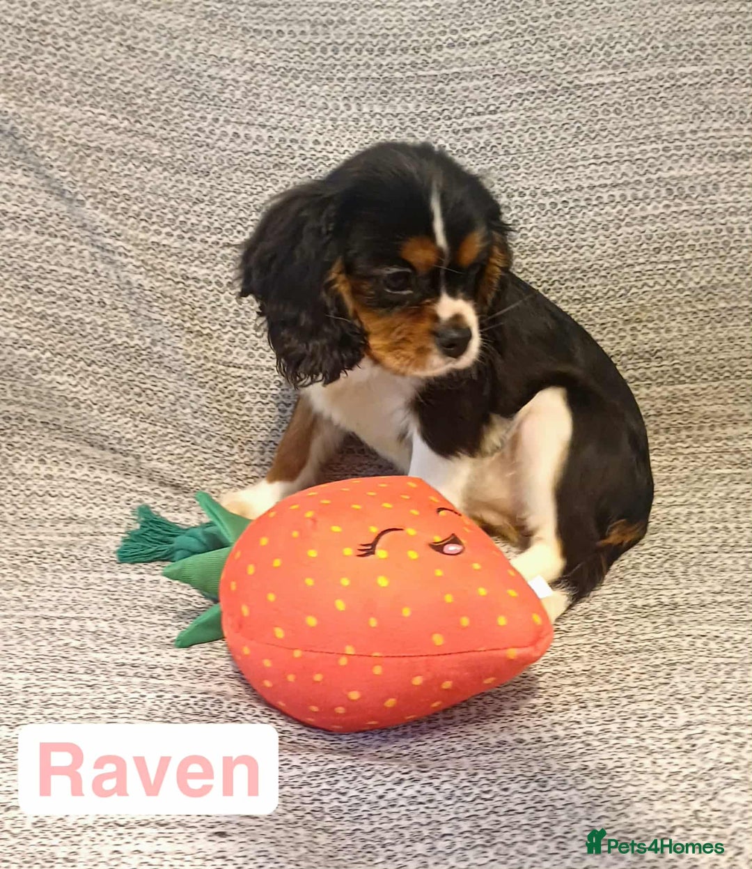 Cavalier King Charles Spaniel dogs for sale: Beautiful quality kc registered cavalier puppies  - Image 17