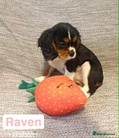 Cavalier King Charles Spaniel dogs - Advert 7