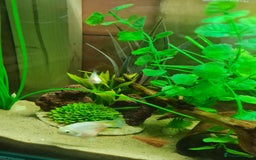 Cichlids fish for sale: Platinum polar parrot cichlids babies  - Image 4