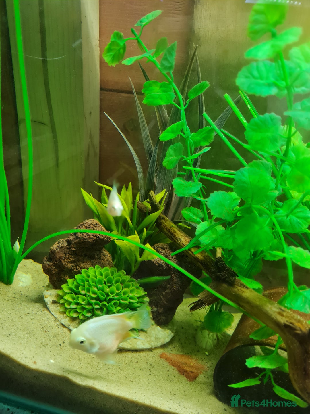 Cichlids fish for sale: Platinum polar parrot cichlids babies  - Image 4