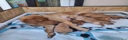 Labrador Retriever dogs for sale: Fox Red Labrador pups - Advert 28