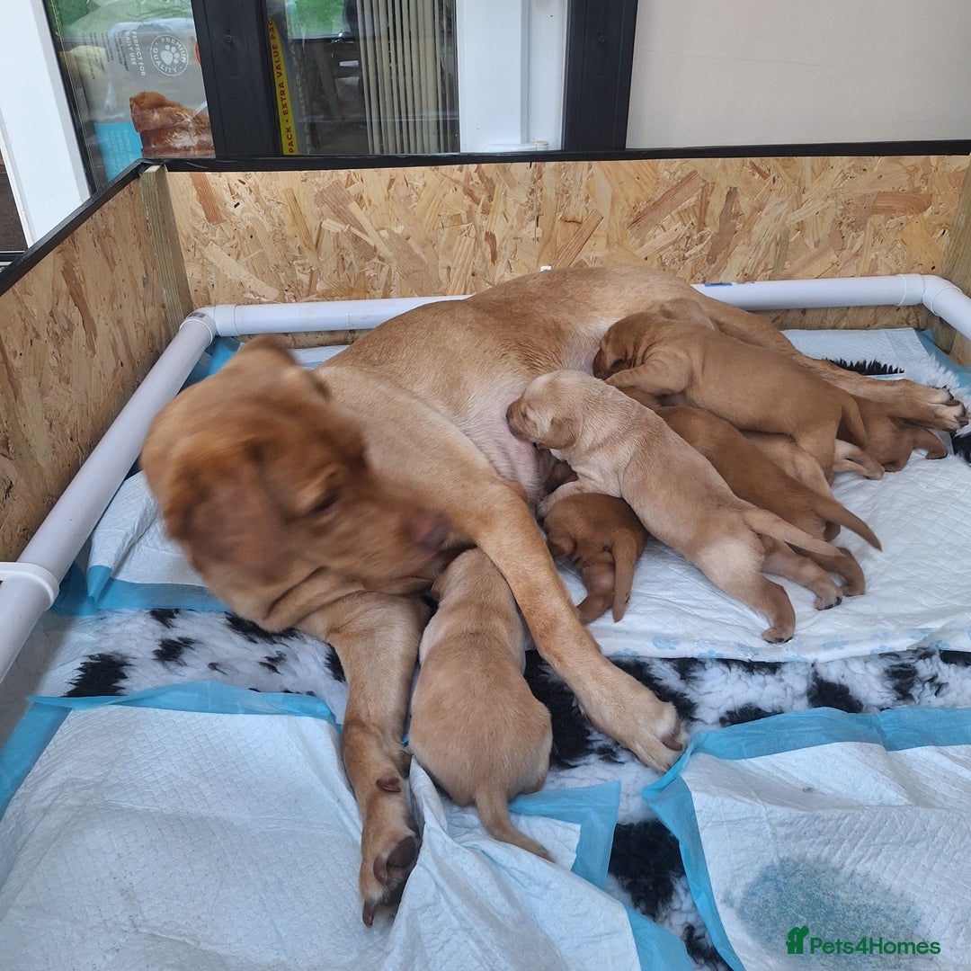 Labrador Retriever dogs for sale: Fox Red Labrador pups - Advert 28