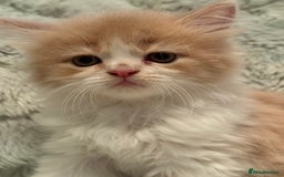 Persian cats for sale: Last stunning persian boy - Image 2