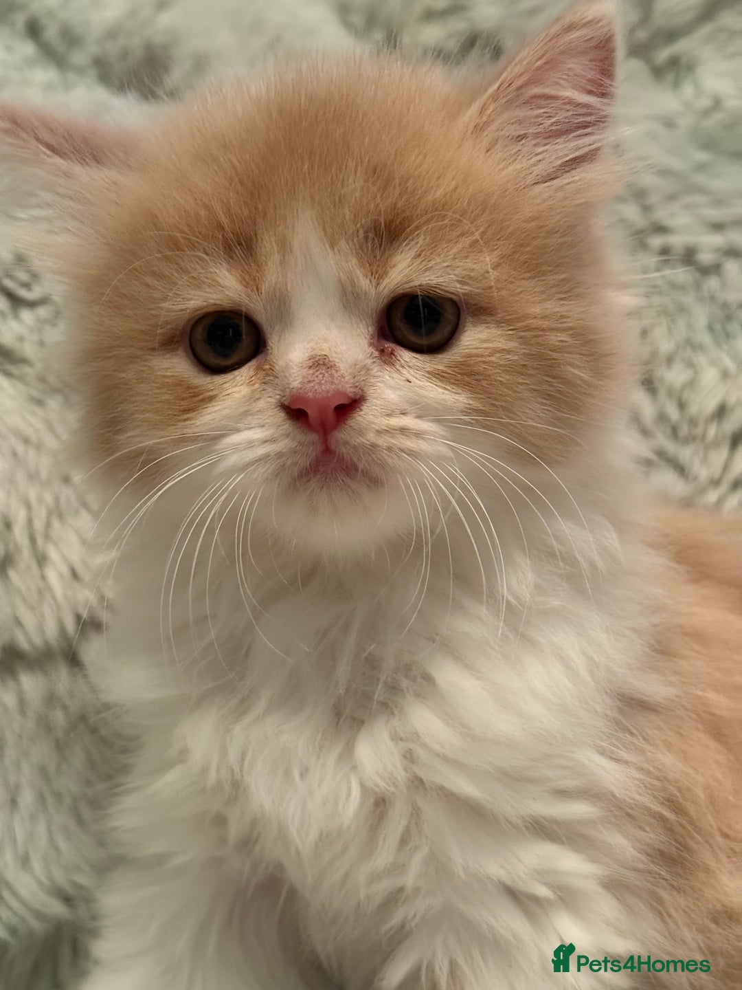 Persian cats for sale: Last stunning persian boy - Image 2