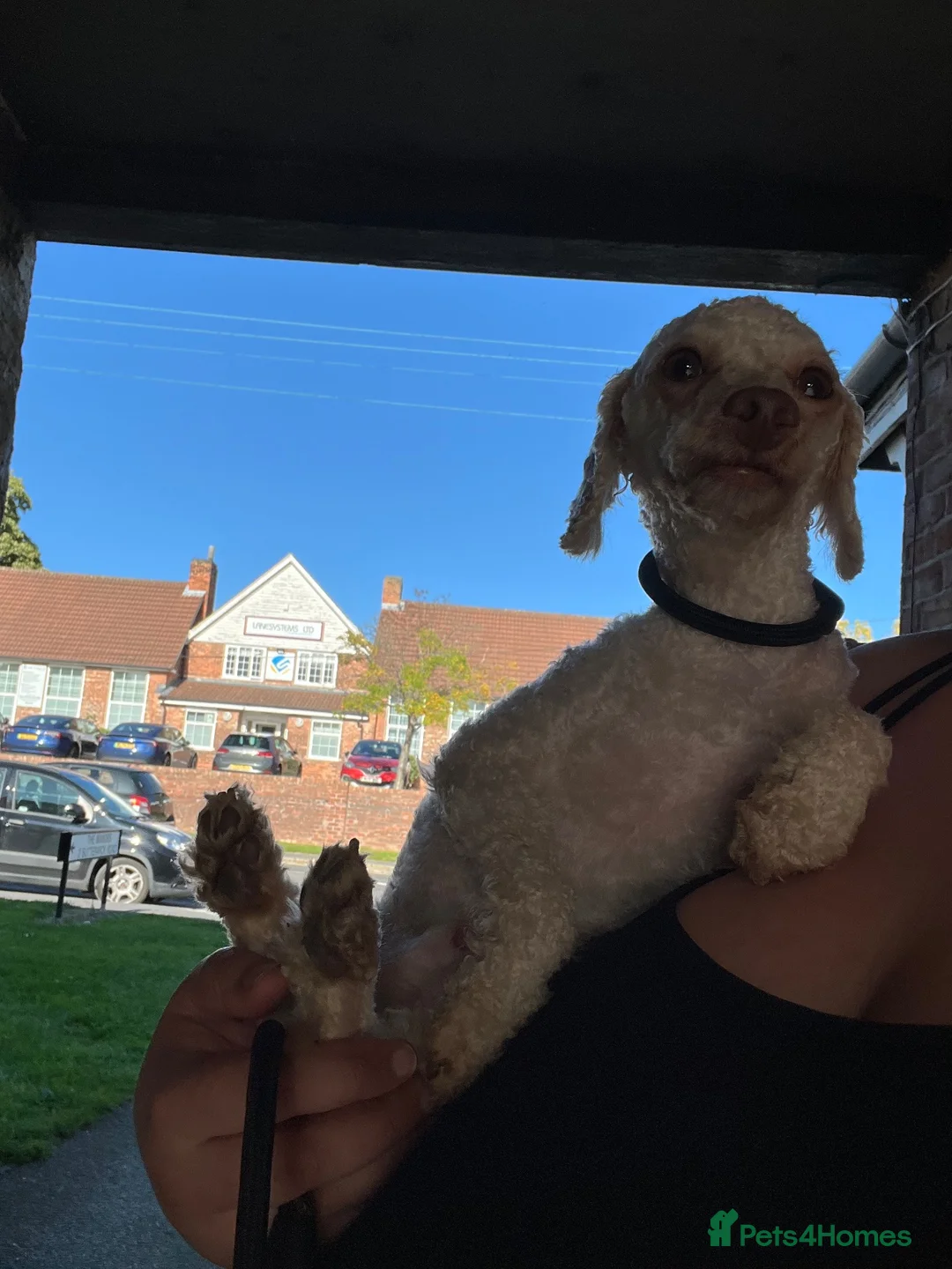 Toy Poodle dogs for sale: Cuddly Toy Poodle Boy - Advert 2